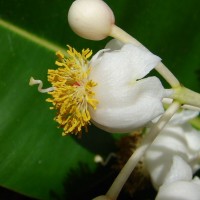 Calophyllum inophyllum L.